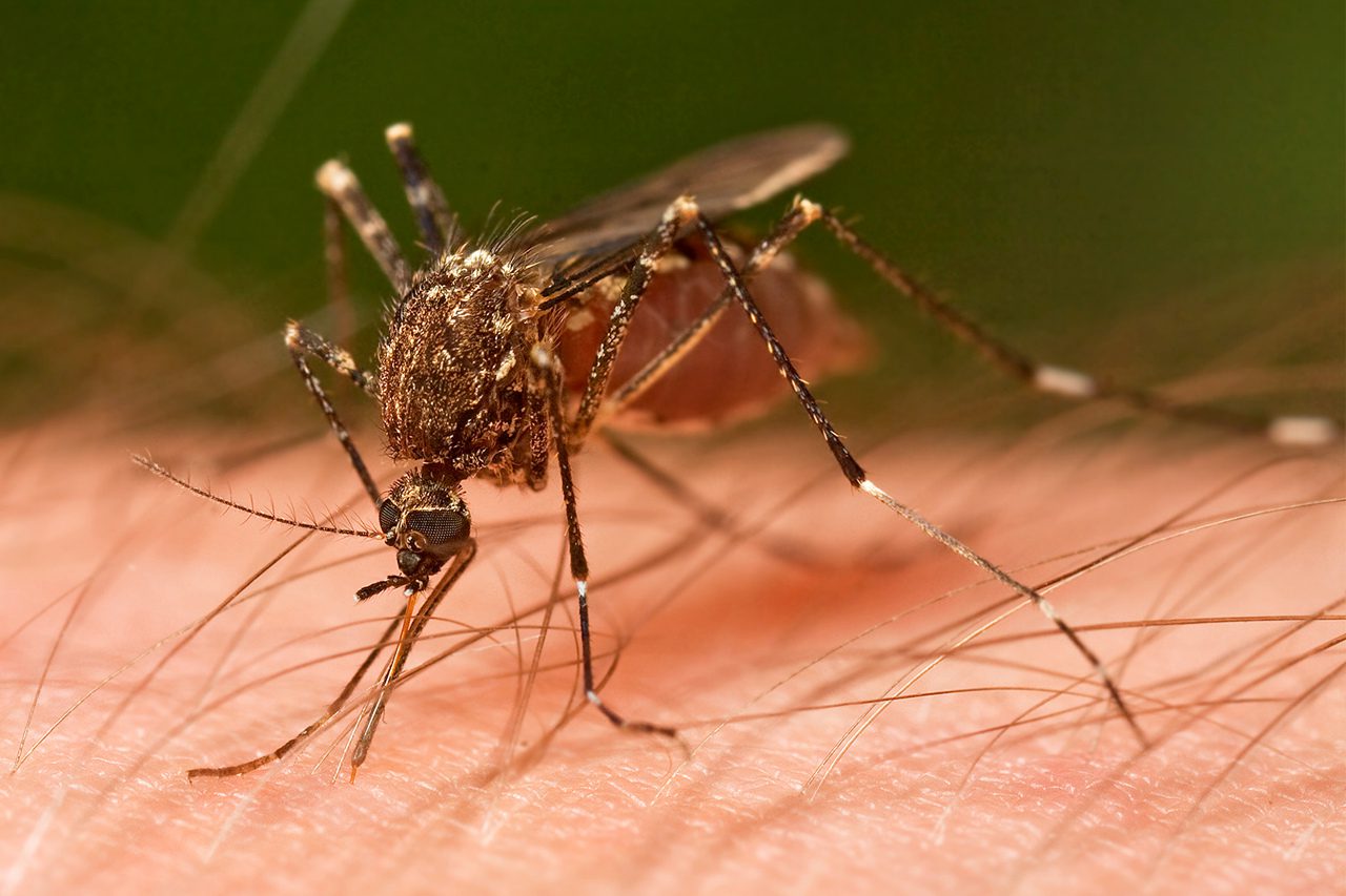 Chikungunya : symptômes, traitements, épidémie… on fait le point