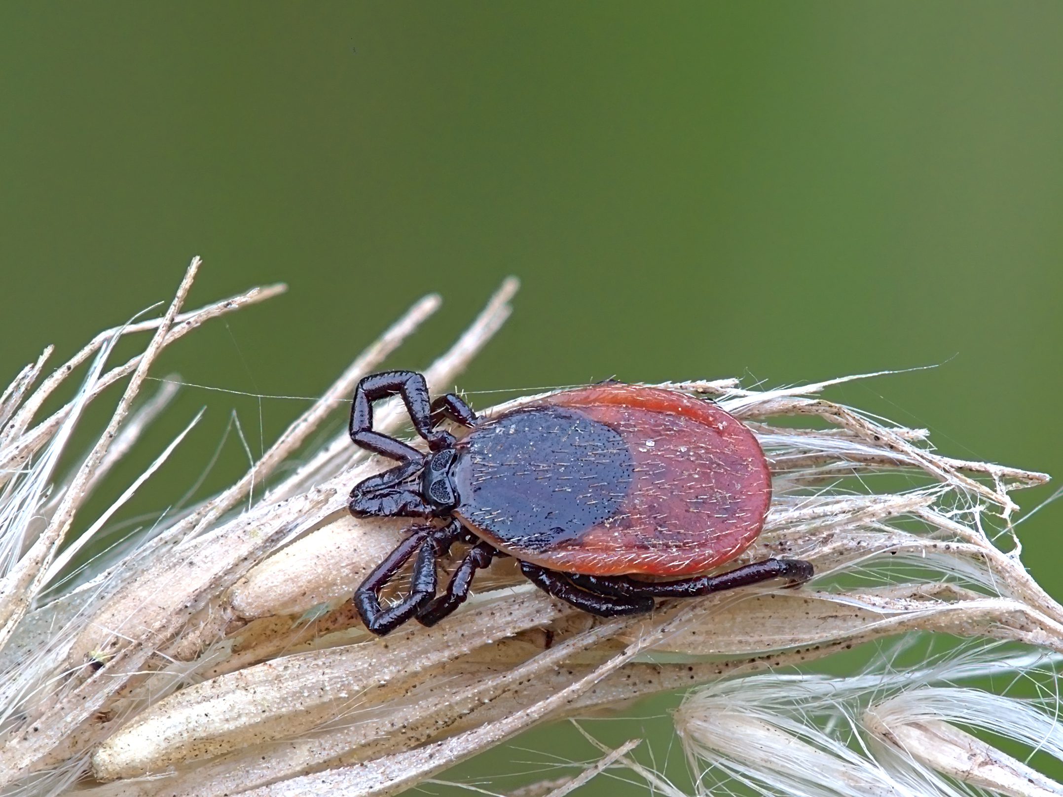 Tique du genre Ixodes, vecteur principal de la maladie de Lyme
